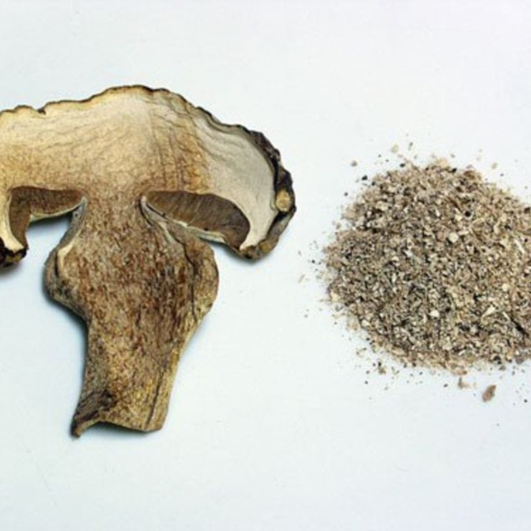 Medicinal Mushrooms